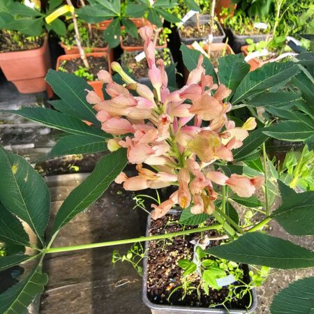 Kasztanowiec krwisty Koehnei - Aesculus pavia Koehnei