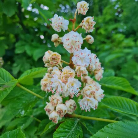 Kasztanowiec pospolity Baumannii - Aesculus hippocastanum Baumannii