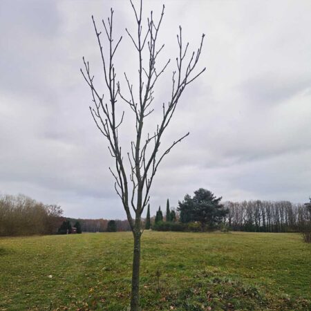 Kasztanowiec pospolity Partyzant - Aesculus hippocastanum Partyzant