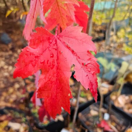 Klon czerwony 'Fircyk' - Acer rubrum