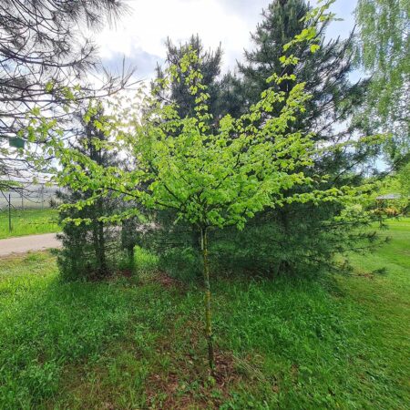 Klon polny 'Postelense' - Acer campestre