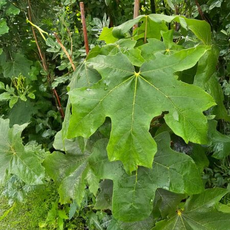 Klon wielkolistny - Acer macrophyllum