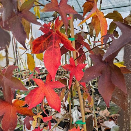 Ambrowiec amerykański 'Shocks Gold' (Liquidambar styraciflua)