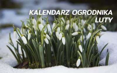 Kalendarz ogrodnika – luty