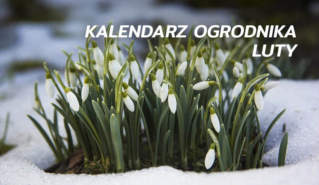 kalendarz-ogrodnika-luty