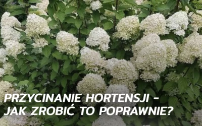Przycinanie hortensji – jak zrobić to poprawnie?