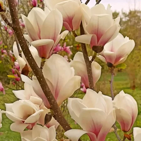 Magnolia 'Anka' - odmiana polska - hodowca Janusz Radecki