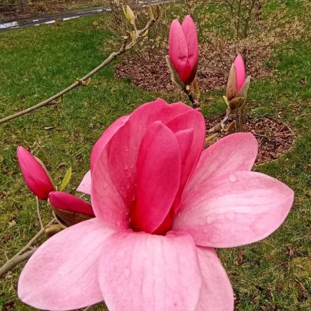 Magnolia 'Basia' - odmiana polska - hodowca Janusz Radecki