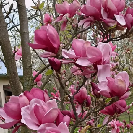 Magnolia 'Bogusław' - odmiana polska - hodowca Janusz Radecki