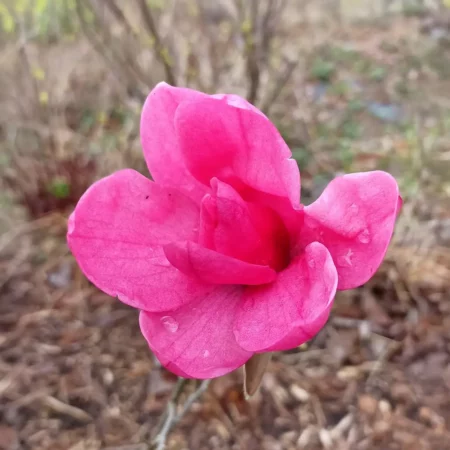 Magnolia 'Cassia' - odmiana polska - hodowca Janusz Radecki
