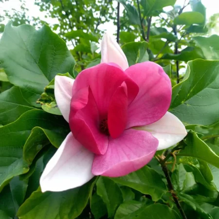 Magnolia 'Fuksja' - odmiana polska - hodowca Janusz Radecki