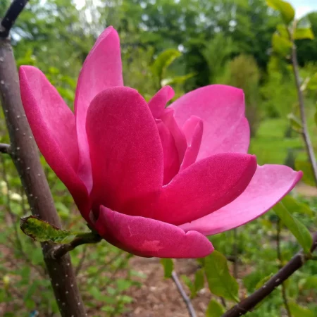 Magnolia 'Henryk' - odmiana polska - hodowca Janusz Radecki