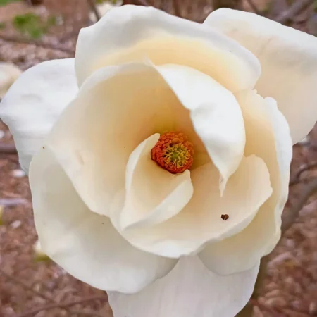Magnolia 'Joanna' - odmiana polska - hodowca Janusz Radecki