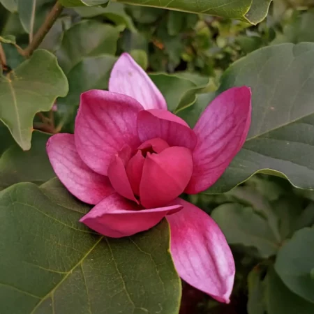 Magnolia 'Kuriozum' - odmiana polska - hodowca Janusz Radecki