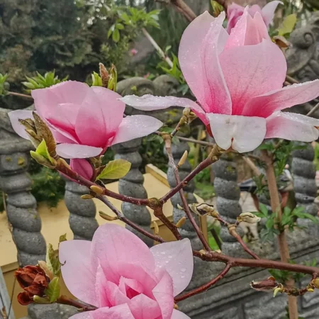 Magnolia 'Maja' - odmiana polska - hodowca Janusz Radecki