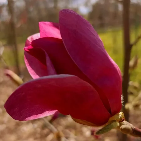 Magnolia 'Ola' - odmiana polska - hodowca Janusz Radecki