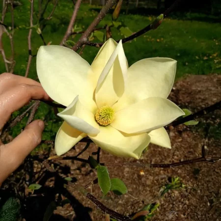 Magnolia 'Ukraina' - odmiana polska - hodowca Janusz Radecki