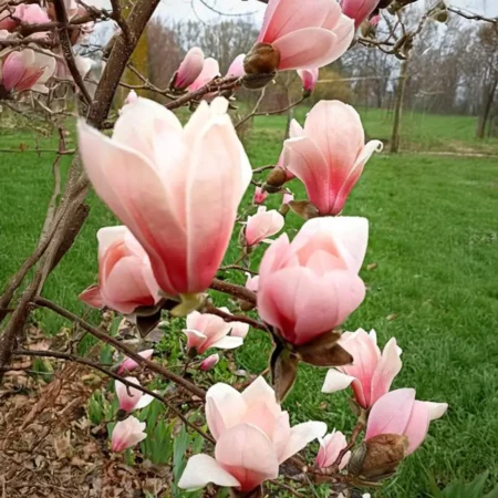 Magnolia 'Gosia' - odmiana polska - hodowca Janusz Radecki