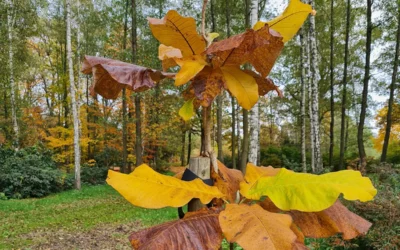 Kalendarz ogrodnika: Co robić w ogrodzie w listopadzie? 