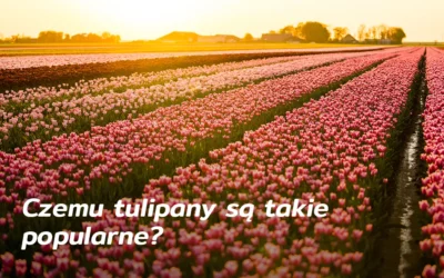 Czemu tulipany są takie popularne?
