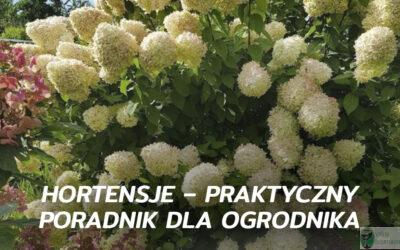 Hortensje – praktyczny poradnik dla ogrodnika