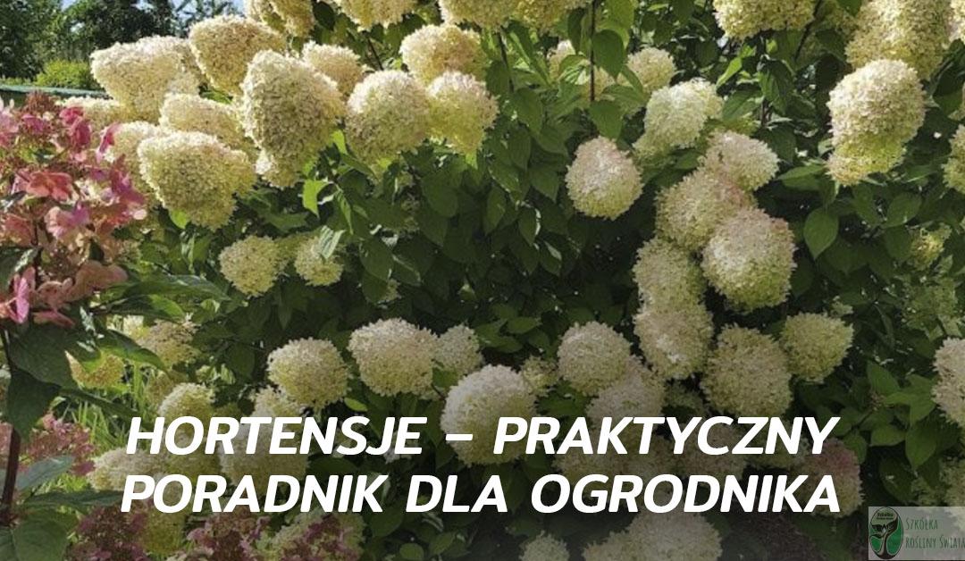 Hortensje – praktyczny poradnik dla ogrodnika blog