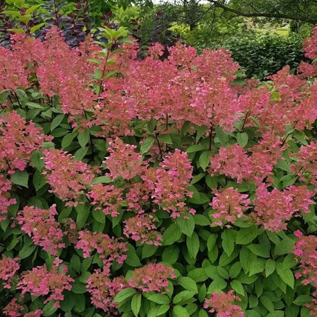 hortensja bukietowa ogromny krzew