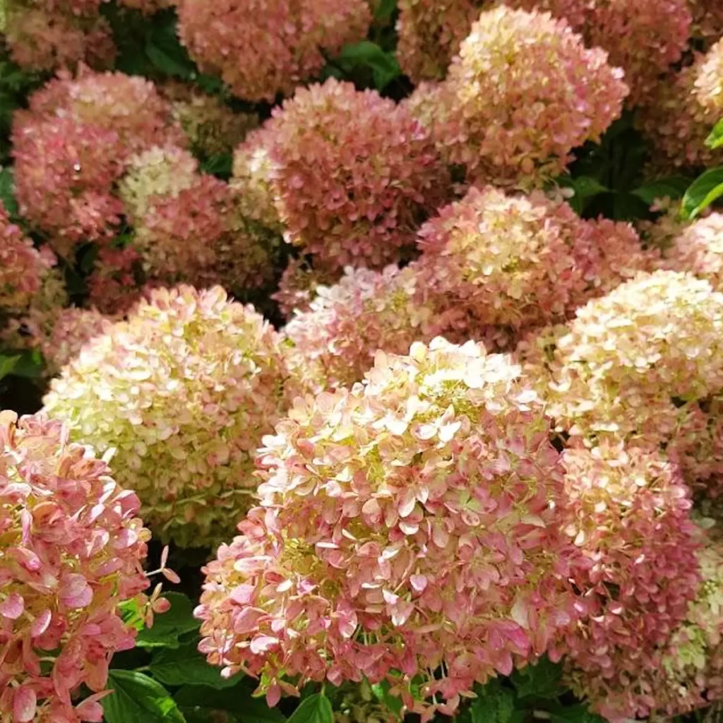 hortensja bukietowa z bliska