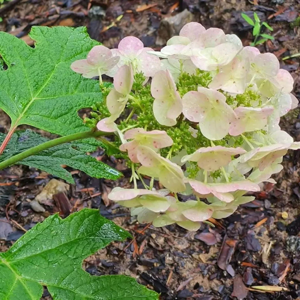 hortensja dębolistna z bliska