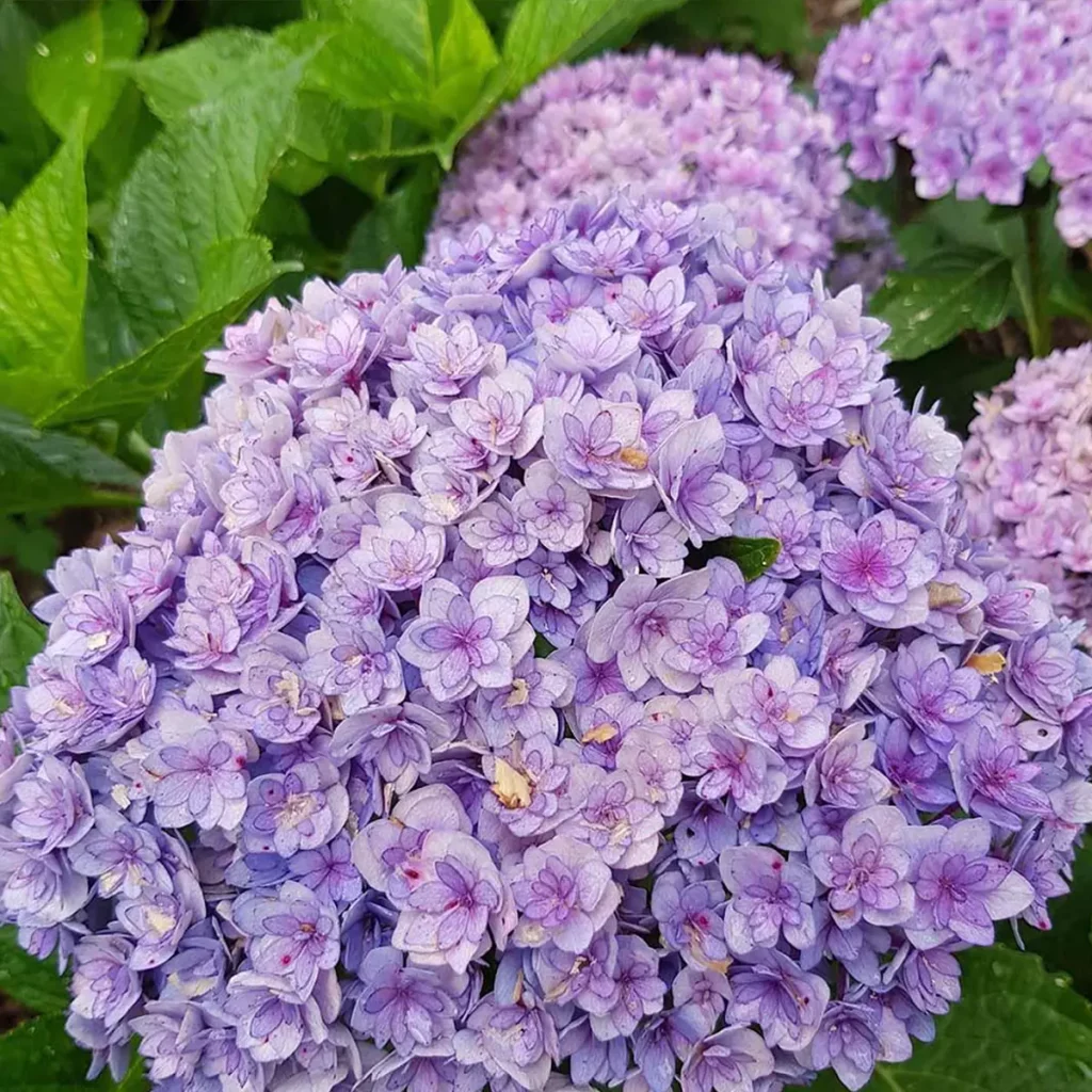 hortensja ogrodowa fioletowe kwiaty