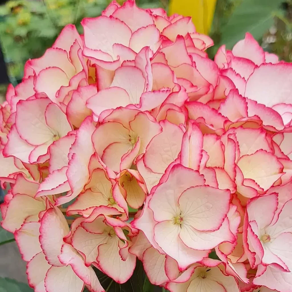 hortensja ogrodowa biało-różowa