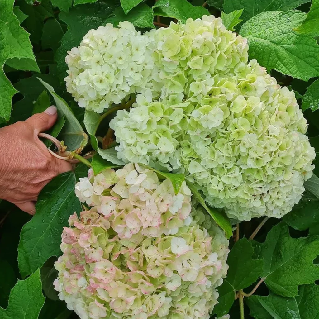 hortensja dębolistna kwiaty