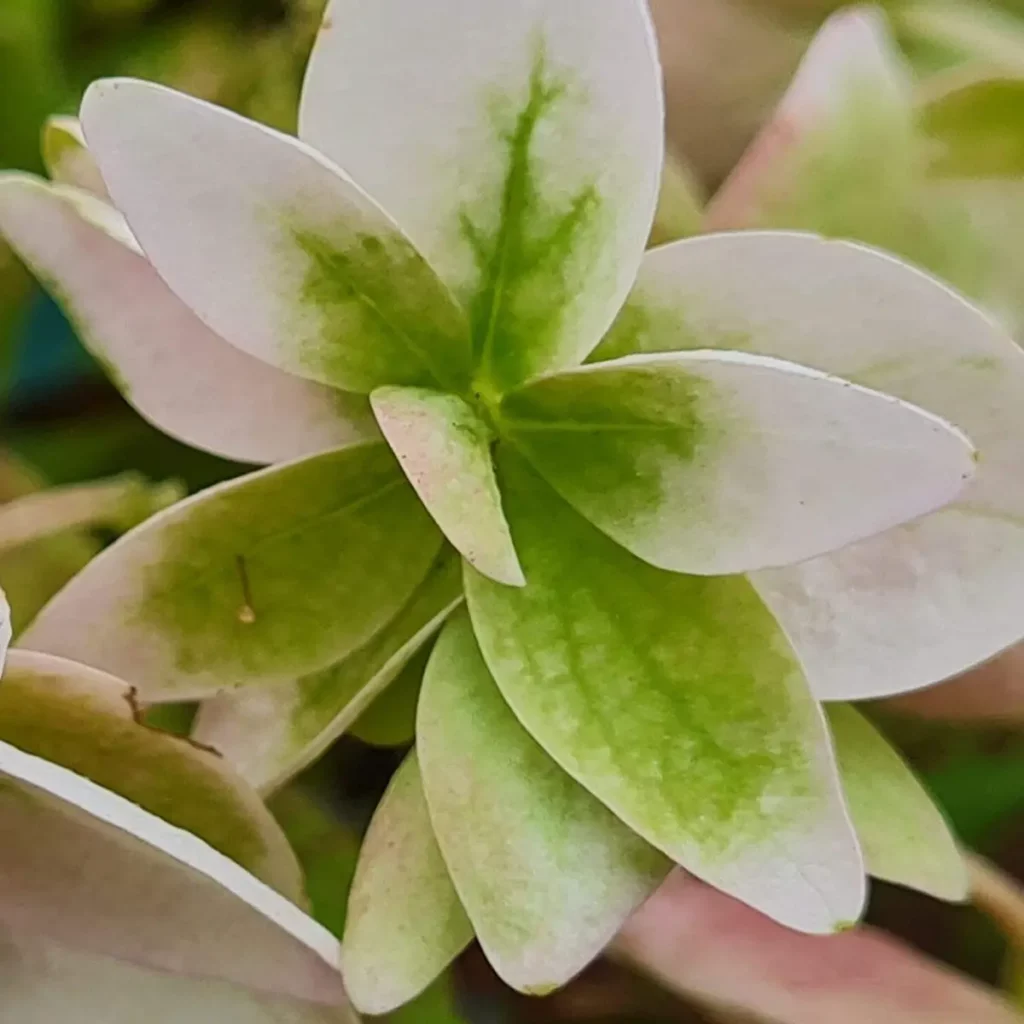 hortensja piłkowana z bliska