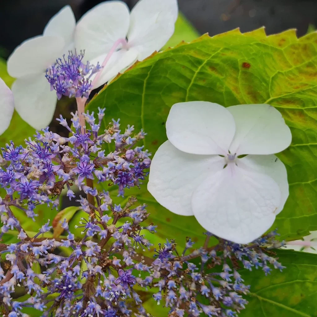 hortensja piłkowana kwiaty i liście