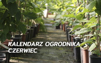 Kalendarz ogrodnika – czerwiec