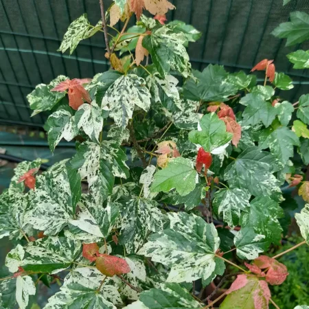 Klon czerwony 'Candy Ice'- Acer rubrum