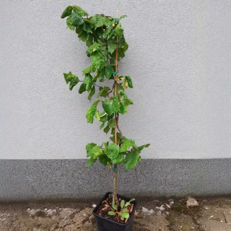 Leszczyna pospolita 'Contorta' - Corylus avellana