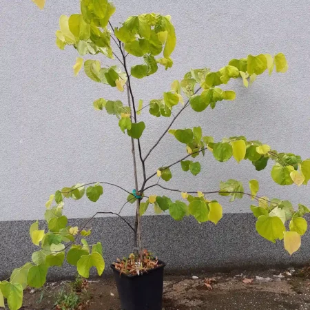Judaszowiec kanadyjski 'Hearts of Gold' - Cercis canadensis