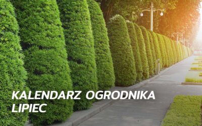 Kalendarz ogrodnika – lipiec