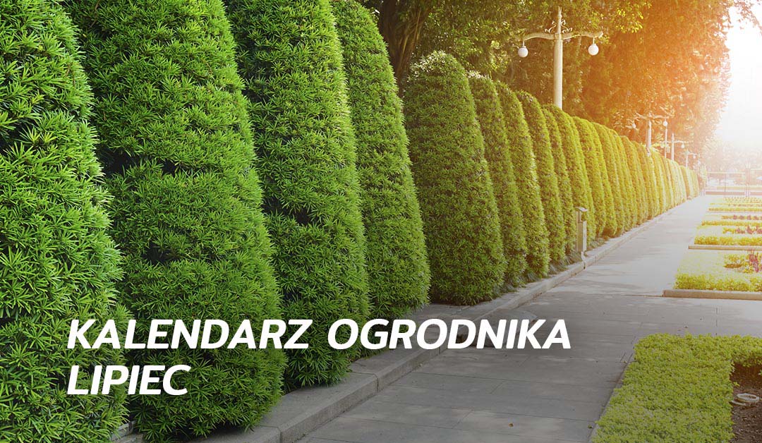 Kalendarz ogrodnika lipiec