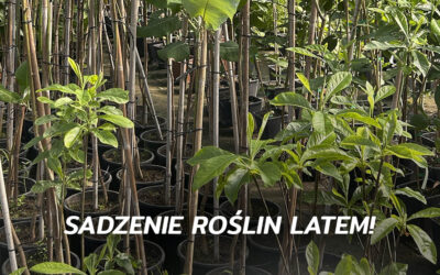 Sadzenie roślin latem – z doniczki prosto do ogrodu!