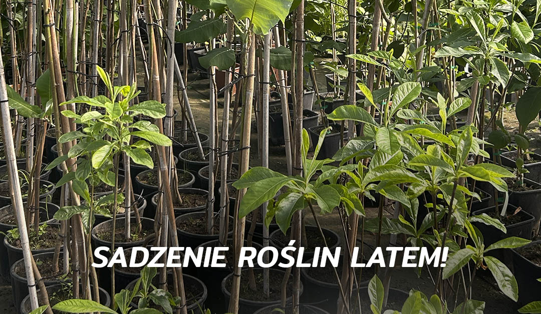 sadzenie roslin latem