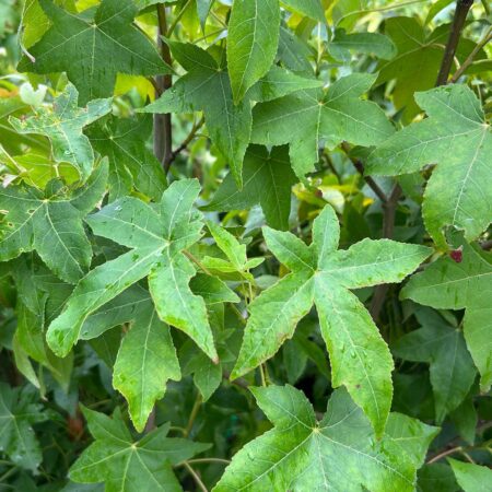 Ambrowiec amerykański 'Kia' (Liquidambar styraciflua)