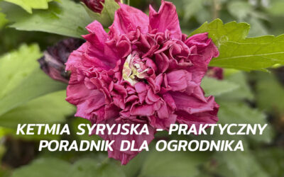 Ketmia syryjska – praktyczny poradnik dla ogrodnika