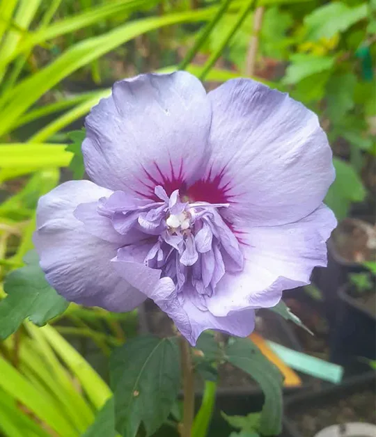 lekki odcień fioletu ketmii syryjskiej