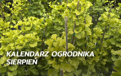 Kalendarz ogrodnika – sierpień