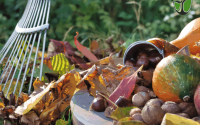 Poradnik: Jak przygotować ogród na jesień? 7 kroków dla pięknych roślin 