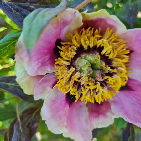 Piwonia 'Nina' - Paeonia rockii