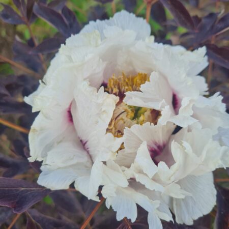 Piwonia 'Pola' - Paeonia rockii