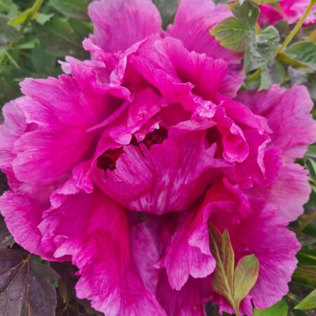 Piwonia 'Staś' - Paeonia rockii